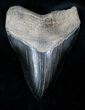 Beautiful Megalodon Tooth - Medway Sound #12876-1